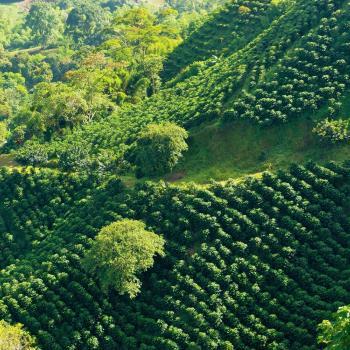 Fairtrade koffie landschap | KoffiePartners