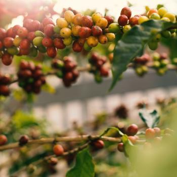 Fairtradeweek voorjaar 2019 | header | KoffiePartners