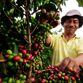 Fairtrade koffie boer | KoffiePartners
